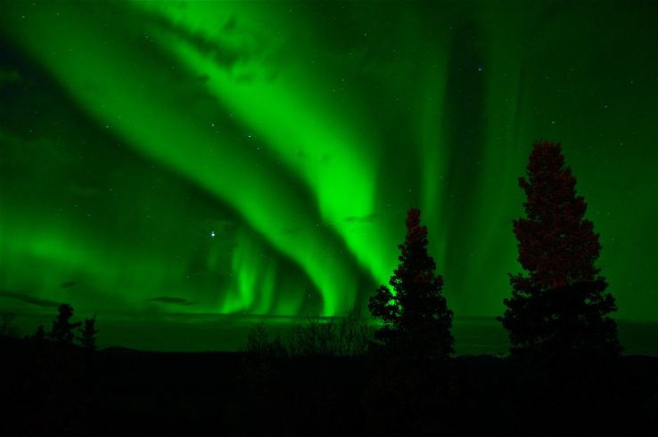 Green light of aurora borealis seen in sky above coniferous trees