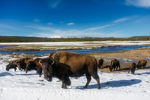 A herd of wood bison stand on snow covered banks with a river in the background