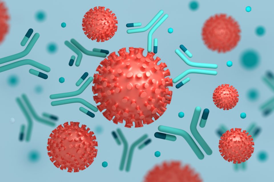 coronavirus interacting with antibodies